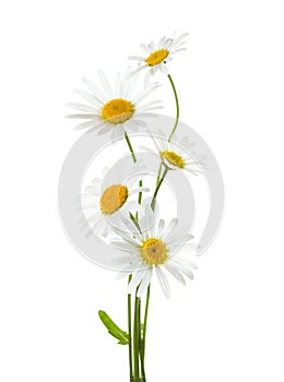 Five flowers of Chamomile  Ox-Eye Daisy  isolated on a white background photo