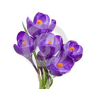 Five flowers of crocus.