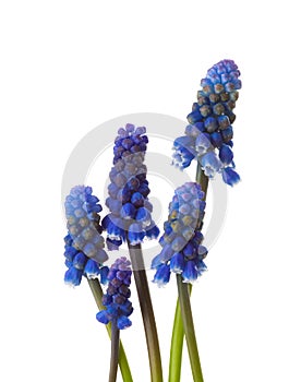 Five flowers of Grape Hyacinth isolated on white background