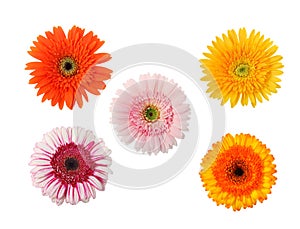 Five flowers isolated