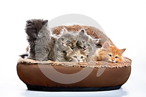 five fluffy kittens in a bed on a gray background, an advertising banner, kittens on an ottoman.