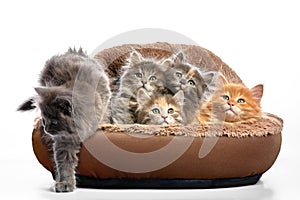 five fluffy kittens in a bed on a gray background, one cat is trying to run away