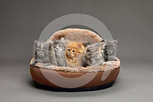 Five fluffy kittens lie on a brown sheepskin bed and look ahead, gray background, copy space.