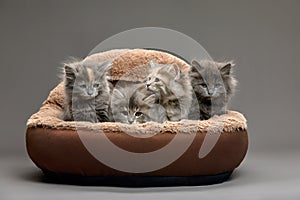 Five fluffy kittens lie on a brown sheepskin bed and look ahead, gray background, copy space