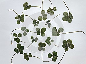 Five and four-leaf clovers