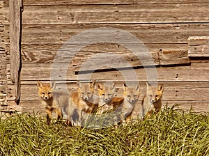 Five fox kits