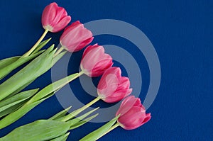Five fresh pink tulips lying in a row. Deep blue background