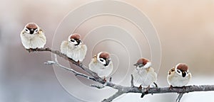 Five funny little birds sparrows sitting on a branch in winter g