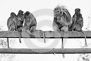 Five Gelada monkeys familiy sit on a wood branch. black white portait