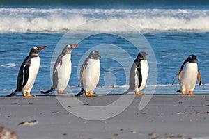 Five Gentoo Penguins lined up by the surf.