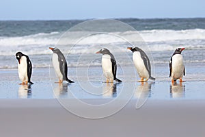 Five Gentoo Penguins in a row at shores edge.