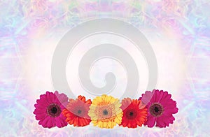 Five Gerbera flower heads memo message background