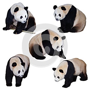 Five giant panda poses