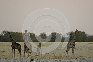 Five giraffes on their way to the waterhole at Ethosa National Park, Namibia