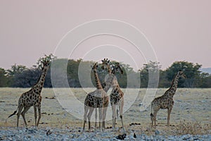 Five giraffes on their way to the waterhole at Ethosa National Park, Namibia. Three of the giraffes necks are entangled