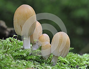 Five Glistening Ink Cap fungi