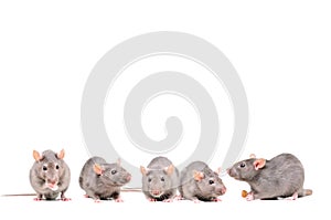 Five gray rats