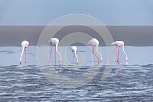 Five Greater Flamingos feeding in the lagoon at Walvis Bay