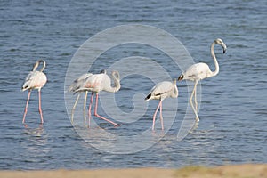 Five Greater Flamingos in Oman