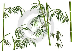Five green bamboo branches collection on white