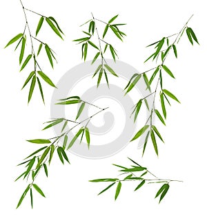 Five green bamboo branches isolated on white