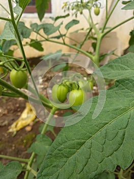 green tomato growth up