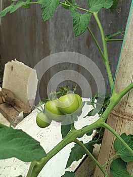 Five green tomato growth up