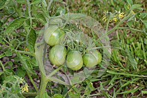 Five green tomatoes growing on the vine