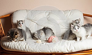 Five grey kittens
