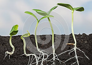 Five growing seedlings in soil
