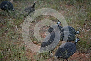 Five guinea fowl strolling in the veld.