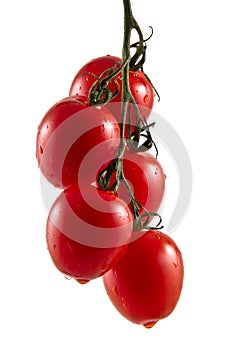 Five hanging truss tomatoes