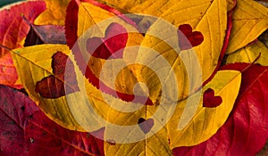 Five hearts from autumn leaves. Autumn background of yellow and red leaves. Family of Hearts. Multicolor maple leaves autumn