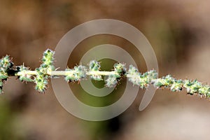 Five-horn smotherweed, Five-hook bassia, Bassia hyssopifolia photo