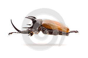 Five-horned rhinoceros beetle