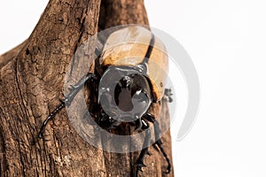 Five-horned Rhinoceros Beetle