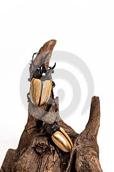 Five-horned Rhinoceros Beetle