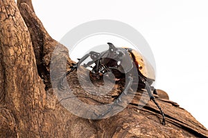 Five-horned Rhinoceros Beetle