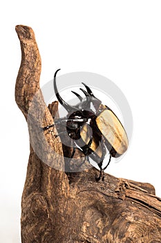 Five-horned Rhinoceros Beetle