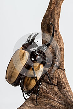 Five-horned Rhinoceros Beetle