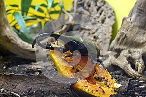 Five-horned rhinoceros beetle Eupatorus gracilicornis also known as Hercules beetles, Unicorn beetles,