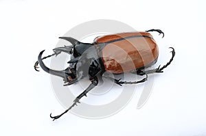 Five horned rhinoceros beetle. Giant rhinoceros beetle isolated on white background photo