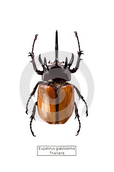 Five-horned rhinoceros beetle isolated on white background