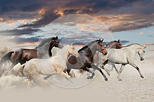 Five horse run gallop