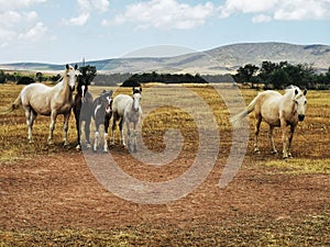 Five horses in a grass field