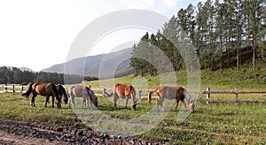 Five horses on a pasture