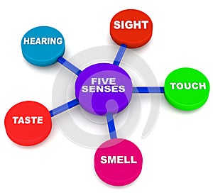 Five human senses