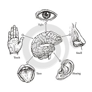 Five human senses. Sketch mouth and eye, nose and ear, hand and brain. Doodle body part vector set