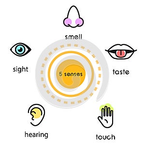 Five human senses vision , hearing, smell, touch and taste vector line icon illustration.