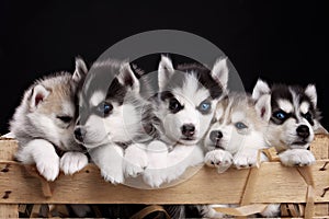 Five husky pups